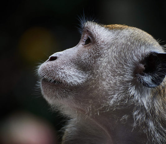 Absolute Best Budget Lenses